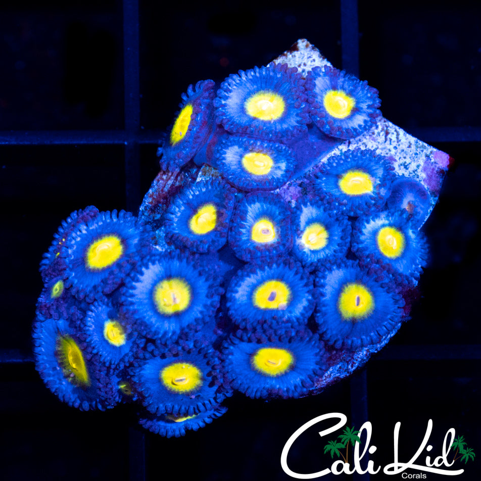 AOI Mini Colony