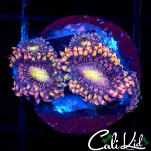 AntiMatter Quad Zoa