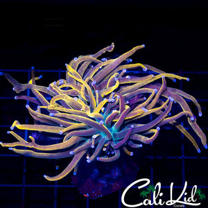 Aquacultured Indo Gold Torch