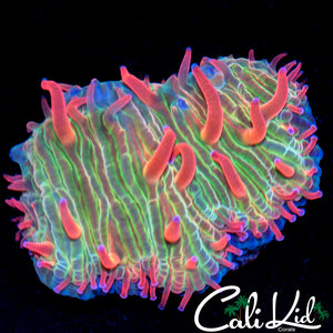Rainbow Diaseris