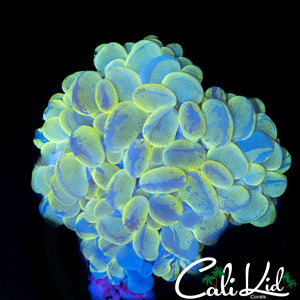 Ghost Bubble Coral