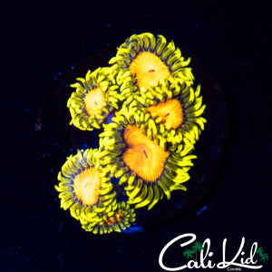 Blazin Cajun Mini Colony