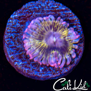Chiquita Morph Paly