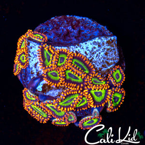 Fruitloops Zoa Mini Colony