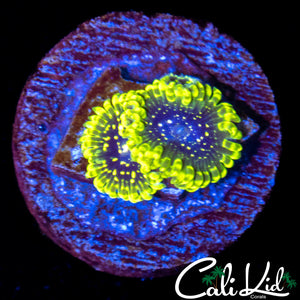 Exosphere Double