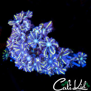 Rainbow Clove Polyps