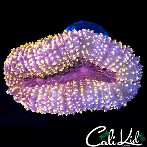 Pink Speckled Lobo