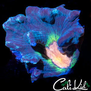 Rainbow Pectinia Chunk