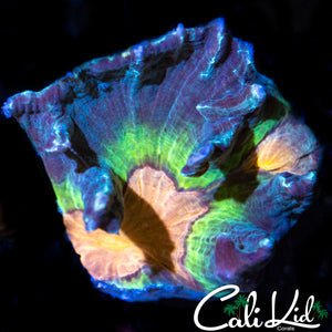 Rainbow Pectinia Frag