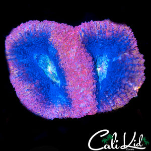 Superman Bower Double