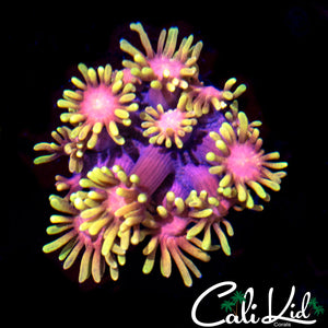 Ultra Pink Polyp Goni