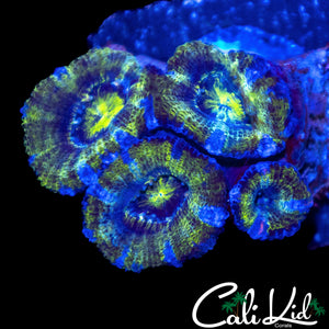 BLUE SLICE ACAN QUAD