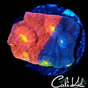 HALF / HALF RAINBOW CHALICE