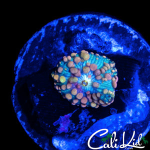 NEPTUNE BOUNCE MUSHROOM
