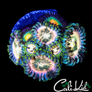 SOUR PUNCH ZOA MINI COLONY