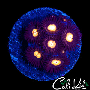 P.O.G ZOA MINI COLONY