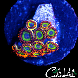 FRUIT LOOP ZOA MINI COLONY