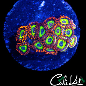 FRUIT LOOP ZOA MINI COLONY
