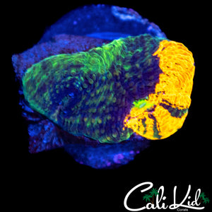 TRI COLOR CHALICE FRAG