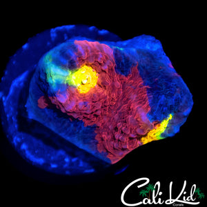 BIG EYE RAINBOW CHALICE