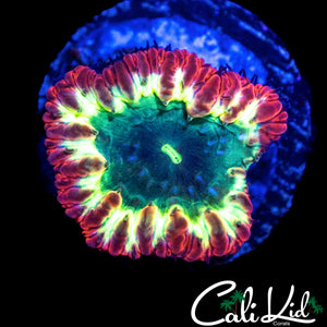 TRI COLOR BLASTO