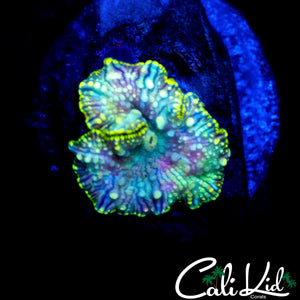 PURPLE WART SKIN DISCO SHROOM
