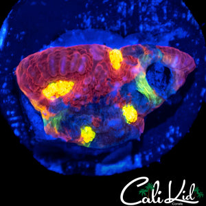 INSANE RAINBOW CHALICE