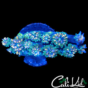 CK KALEIDOSCOPE GALAXIA