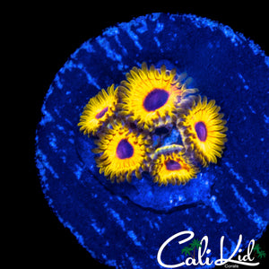 GREAT OWL ZOA MINI COLONY