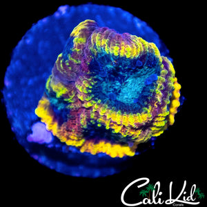 CK ELECTRIC DAISY FAVIA