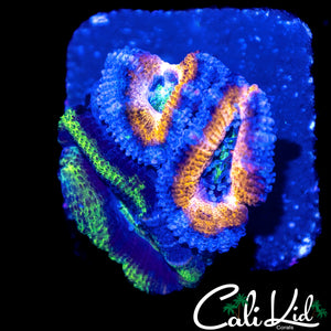 TWO FACE GRAFTED ACAN TRIPLE