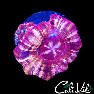 STARRY EYE ASIAN ACAN DOUBLE