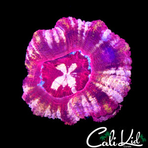 STARRY EYE ASIAN ACAN DOUBLE