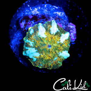 CH WHITE GHOST BOUNCE SHROOM