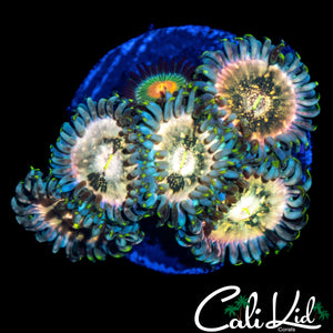 ASSORTED ZOA MINI COLONY