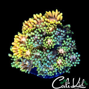 MALAYSIAN RAINBOW GONI