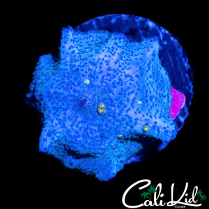 BLUE MAGOO DISCO SHROOM
