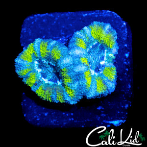 PIN WHEEL ASIAN ACAN DOUBLE