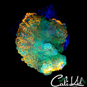 PUMPKIN RHODACTIS