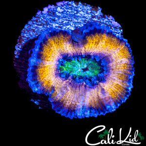 RARE PATTERN RAINBOW ACAN