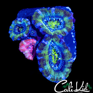 ULTRA GRAFTED ACAN QUAD