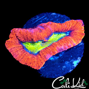 XL GREEN MOUTH ACAN LORD