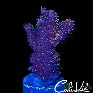 GOLD SPECKLED FUZZY MILLI