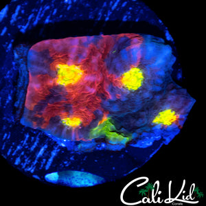 CRAZY COLORED CHALICE CHUNK