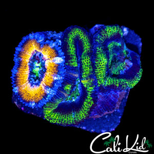 GRAFTED ACAN TRIPLE