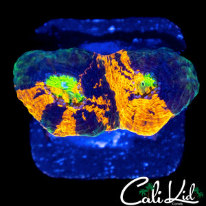 CK RAINBOW ECHINATA