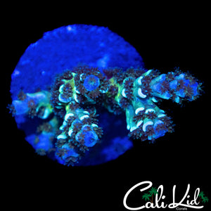 RAINBOW TENIUS