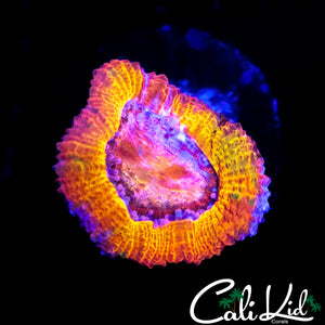 CK GUMMI BEAR ACAN