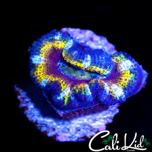 ULTIMATE RAINBOW ACAN LORD