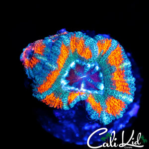 RARE UNRELEASED ACAN DOUBLE